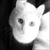 Burak Polat avatar